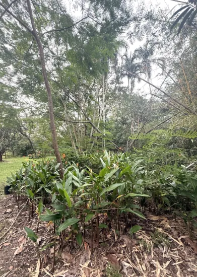 35 Cypress Road, Humpty Doo, NT 0836