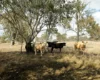 355 Dixon Lane, Ramsay, Qld 4358-Image
