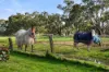 36 Beacham Road, Serpentine, WA 6125-Image