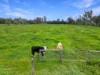 36 Kangan Road, Koonoomoo, Vic 3644-Image