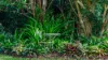 36 La Spina Road, Mareeba, Qld 4880-Image