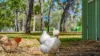 36 La Spina Road, Mareeba, Qld 4880-Image