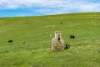 36 Morris Road, Delamere, SA 5204-Image