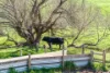 36 Morris Road, Delamere, SA 5204-Image