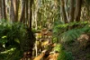 37 Yuulong Road, Tamborine Mountain, Qld 4272-Image