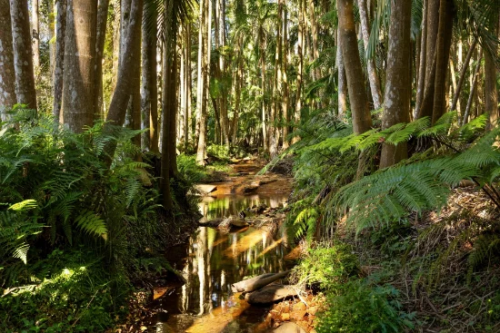37 Yuulong Road, Tamborine Mountain, Qld 4272-Image