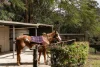 378 Chevallum Road, Chevallum, Qld 4555-Image