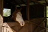 378 Chevallum Road, Chevallum, Qld 4555-Image