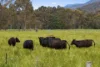378 Howes Creek Road, Goughs Bay, Vic 3723-Image