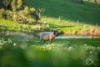 379 Louds Hill Road, Willunga South, SA 5172-Image