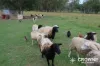 380 Ipswich-Boonah Road, Purga, Qld 4306-Image