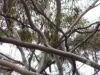 385 Pipeline Road, Fisher, SA 5354-Image