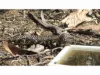 385 Pipeline Road, Fisher, SA 5354-Image