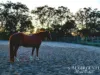 386 Koah Road, Koah, Qld 4881-Image