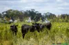 394 Yetman Road, Inverell, NSW 2360-Image