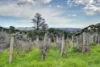 4 Knoll Crescent, Teringie, SA 5072-Image