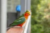 40 King Parrot Court, Clagiraba, Qld 4211-Image