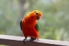 40 King Parrot Court, Clagiraba, Qld 4211-Image