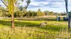 40 Twidale Lane, Leyburn, Qld 4365-Image