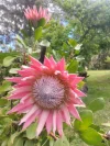 406a Gravelly Beach Road, Gravelly Beach, Tas 7276-Image