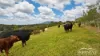 41 Wairamber Creek Road, Topaz, Qld 4885-Image