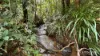 41 Wairamber Creek Road, Topaz, Qld 4885-Image