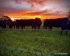 411 Casterton - Dartmoor Road, Bahgallah, Vic 3312-Image