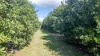 412 South Bank Road, Tamban, NSW 2441-Image