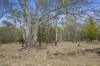 42 Cottons Drive, Little Swanport, Tas 7190-Image