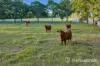 420 Mary Valley Road, The Dawn, Qld 4570-Image