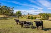 444 Hawthorn Road, Echunga, SA 5153-Image