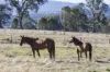 445 Old Tolmie Road, Barwite, Vic 3722-Image