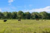 45 Connor Road, Tregeagle, NSW 2480-Image
