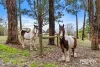 45 Elswyk Road, Moe, Vic 3825-Image