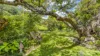 45 Geles Road, Upper Burringbar, NSW 2483-Image