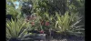 45 Lelona Drive, Bloomsbury, Qld 4799-Image