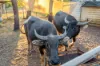 45 Thomas Road, Humpty Doo, NT 0836-Image