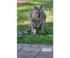 45 Winston Road, Sheldon, Qld 4157-Image