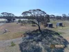 48 Cook Street, Kondinin, WA 6367-Image