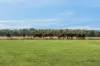 485 Conns Lane, Birregurra, Vic 3242-Image