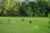 5 Bassett Road, Burpengary East, Qld 4505-Image