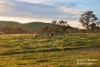 5 Belleview Drive, Murrumbateman, NSW 2582-Image