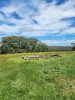50 Molesworth Court, Gordon, Vic 3345-Image