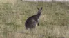 50 Molesworth Court, Gordon, Vic 3345-Image