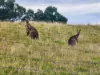 50 Molesworth Court, Gordon, Vic 3345-Image