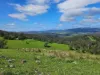 50 Omaru Lane, Bald Hills, NSW 2549-Image