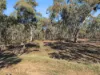 50 Red Lion Road, Red Lion, Vic 3371-Image