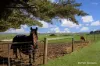 5035 Glenelg Highway, Casterton, Vic 3311-Image