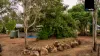 506 Millstream Parade, Millstream, Qld 4888-Image