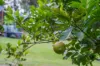 508 Valdora Road, Valdora, Qld 4561-Image